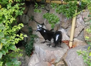 温泉寺　三羽のカラス