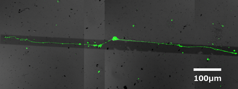 NGF結合CNTを配置した黒い帯状の金蒸着領域上に神経細胞が接着し、神経突起を伸長して神経ネットワークを形成した。神経細胞と神経突起は蛍光標識されて緑色に発色している