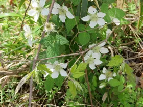 野イチゴの花