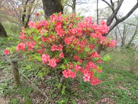 つつじがもう咲いています