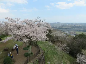 権現山満開の桜 江の島方面