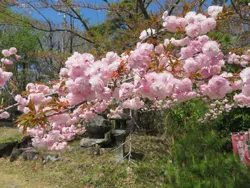 薬王寺にて