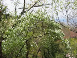 花見山にて うこん桜