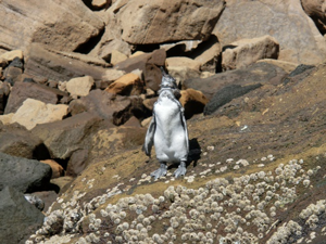 世界最北端に生息するガラパゴスペンギン