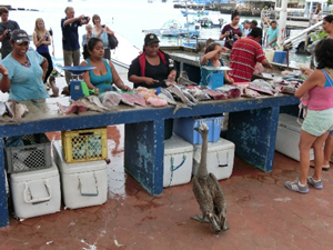 島民と生き物が共存するサンタクルス島の魚市場