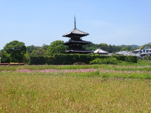 この時期に何故かコスモスが咲き乱れる法起寺