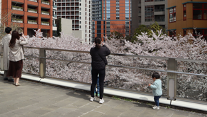 保坂洋さん 「桜の雲海」