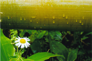 寺崎志野さん 「雨やどりさせて」