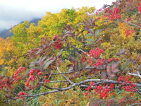 粋山会画像