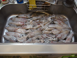 ＤＦ釣り会