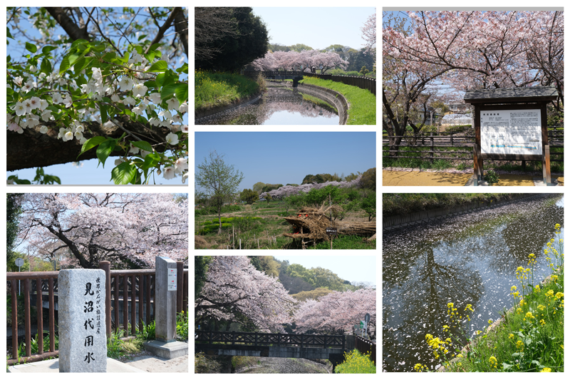 桜回廊散策