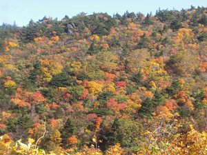 紅葉が見事です