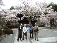 景徳院山門と桜