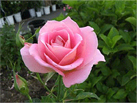 バラの花