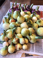 冬野菜